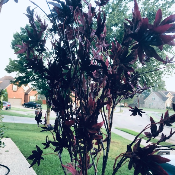 COPY - COPY - 45” Burgundy Maple leaves stem. - Picture 4 of 6